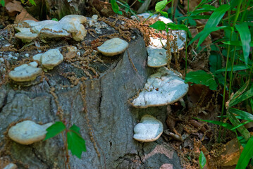 見沼田圃の茸・サルノコシカケ