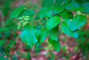 見沼田圃の樹木・ガマズミ