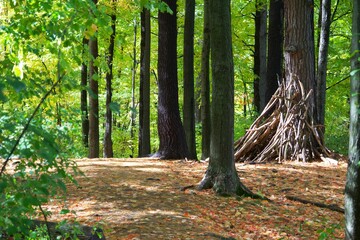 A beautiful forest on a fall day