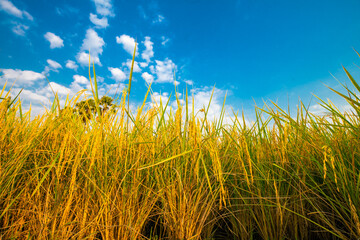 Yellow paddy rice plantation field against blue sky