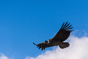 Naklejka na ściany i meble Low angle view of andean condor (vultur gryphus) flying against blue sky