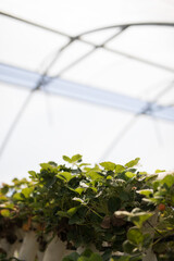 Young girl child wearing a hat in a greenhouse on a bright sunny summer day collecting fresh organic juicy red fruit strawberries and placing in her bucket broadrim hat blur cute  