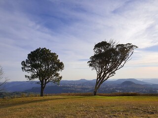 árvore torta nas montanhas, por do sol