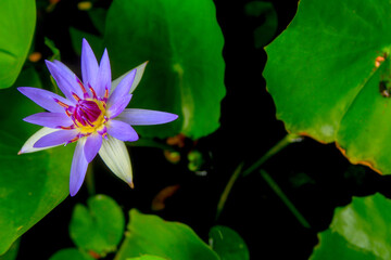 Nymphaea nouchali blue lotus close up