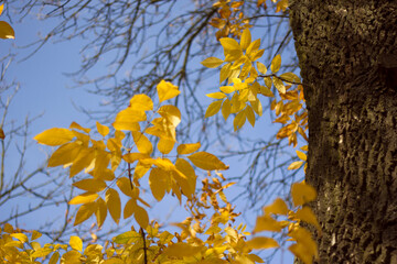 bright yellow ash-tree leaves in sunny day 