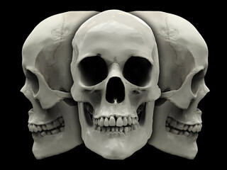 Human skull - front and profile