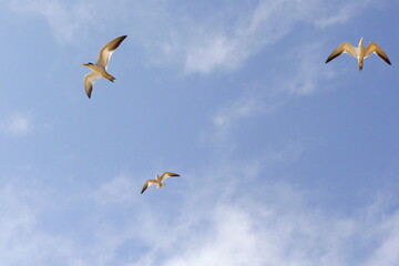 Three Large-billed tern (Phaetusa simplex) flying freely with the background sky, looking for food