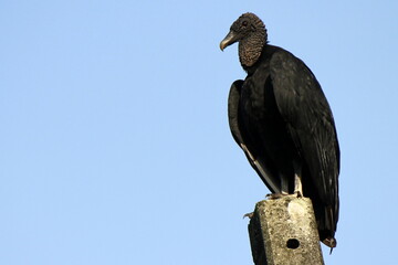 Photo of a black vulture (Coragyps atratus) resting on a power pole
