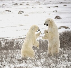 Fight of polar bears. 18