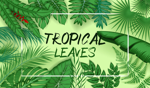 Tropical leaves background with jungle plants
