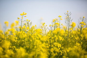 Colza (Brassica rapa)