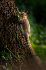 Squirrel With Look on Tree