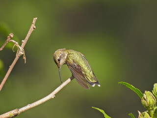 Ruby-Throated Hummingbird Leans Over with Narrow Beak Touching Branch Hummingbird is Perched On Bush Stem