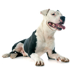 american staffordshire terrier