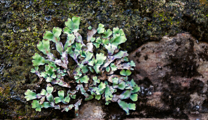 Green lichen on stone wall, Ouro Preto, Brazil
