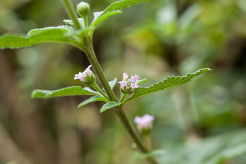 Lippia alba - Fresh leaves of soon relief medicinal plant.