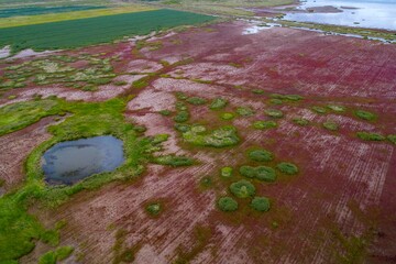 Red grassland of Tiaozini wetland in Huanghai, Jiangsu, China