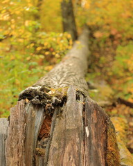 Fallen Tree with autumn colors in portrait mode - 383677134