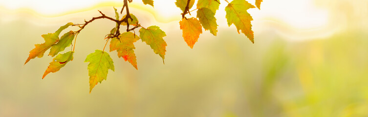 panoramic view of autumnal colours leaf on colorful bokeh background. panoramic view of maple leaf on colorful bokeh background	