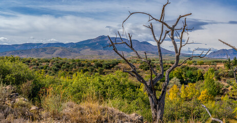 panoramic view of dry trees, mountains and fields and blue sky with clouds