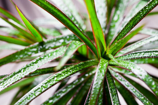 dracena marginata with water drops 