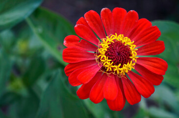 Red Zinnia flower (Zinnia elegans) 