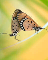 Butterflies mating and flying around with bokeh and green natural background