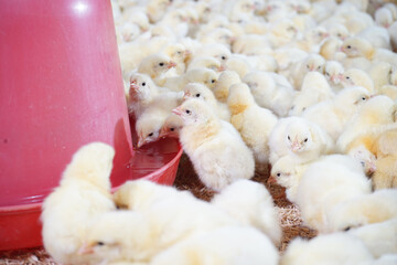 Lots of chickens are drinking