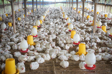 Lots of chickens in the cage