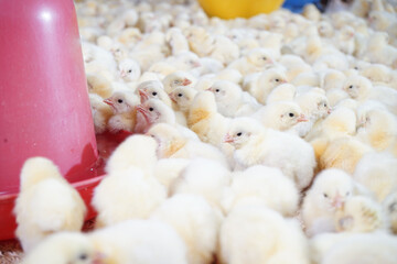 Lots of chickens are drinking