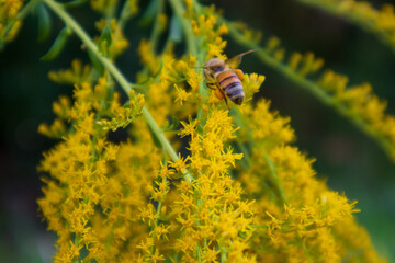 Honey Bee On The Bright Yellow Flowers