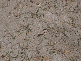 A small lizard assimilated into the ground, Pangong tso (Lake), Durbuk, Leh, Ladakh, Jammu and Kashmir, India