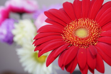 red gerbera and colorful flowers