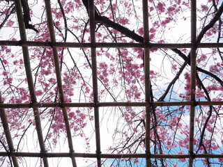 鴨川沿いの格子と桜