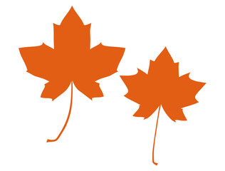 Illustration of fallen leaves of maple
