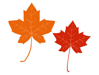 Illustration of fallen leaves of maple