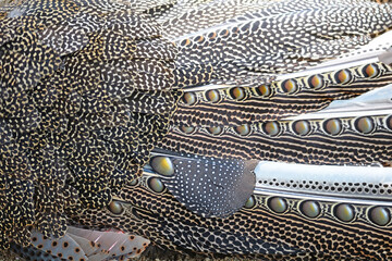 Great argus feathers