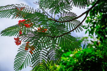 Royal poinciana Delonix regia leaves and red flowers