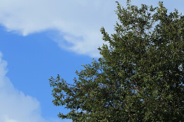 sky and trees