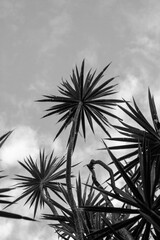 Fototapeta premium Look up coconut tree black and white