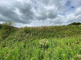 Fototapeta na wymiar Wild plants and and pink flowers, set against a cloudy sky on, Slackcote Lane, Oldham, UK