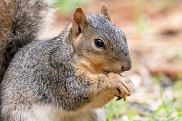 Naklejka na ściany i meble Close Up of a Feeding Eastern Gray Squirrel
