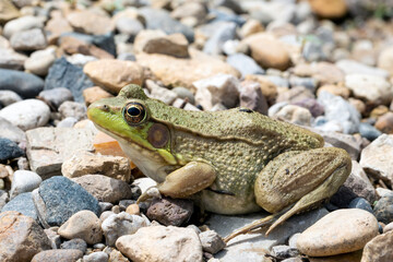 Close Up of a Green Frog on Rocky Ground