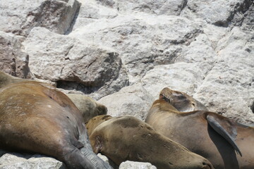 island sea lions