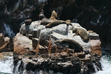 sea lion on rocks
