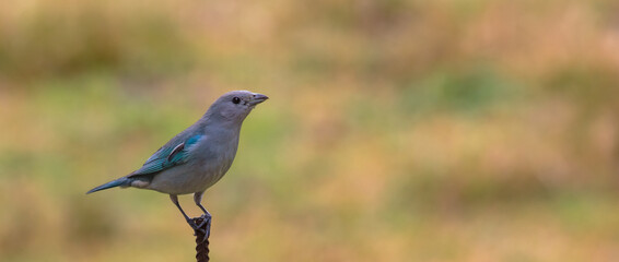 Close up de ave azul isolada