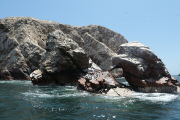 sea lion on rock
