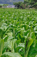 遠野・葉タバコ栽培の畑