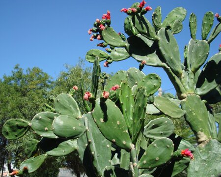 Nopalera floreando en d&iacute;a soleado 32