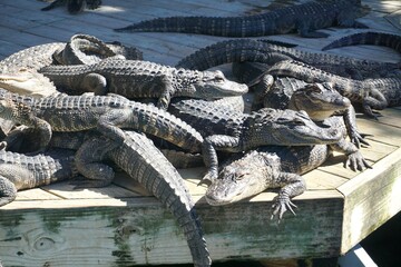 Fototapeta premium crocodile in the water